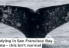 Gray whales have unique markings, making it possible to track each one in the bay. Jane Tyska/Digital First Media/East Bay Times via Getty Images